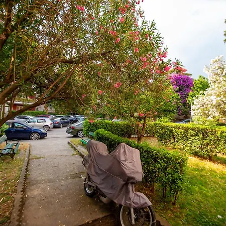 Palm Street Near Dukley * Budva